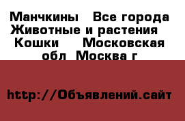 Манчкины - Все города Животные и растения » Кошки   . Московская обл.,Москва г.